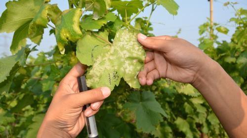 葡萄叶子背面有白色东西怎么回事