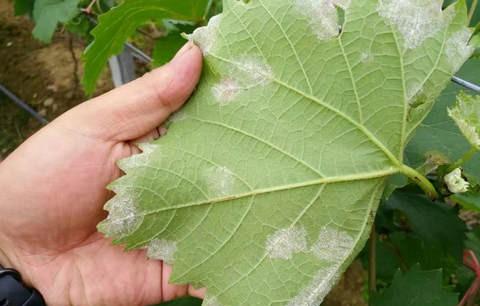 葡萄叶子背面有白色东西怎么回事