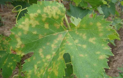 葡萄叶子背面有白色东西怎么回事