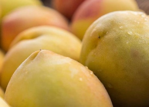 黄桃什么时候成熟