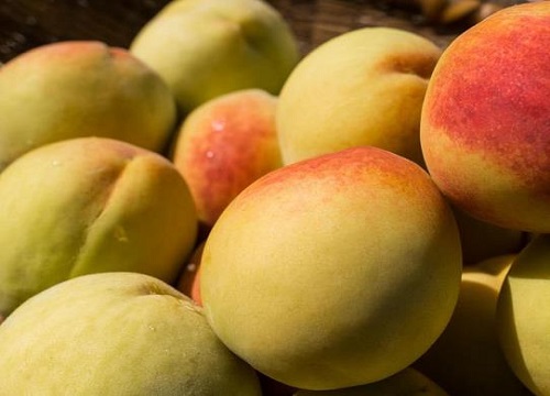 黄桃什么时候成熟