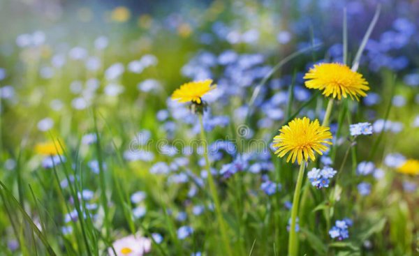 洗衣服放盐起什么作用