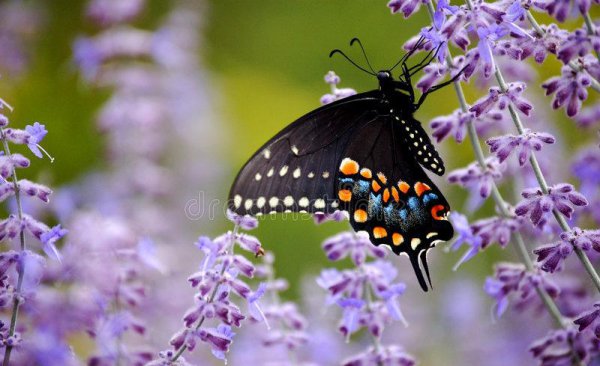 洗衣服放盐起什么作用