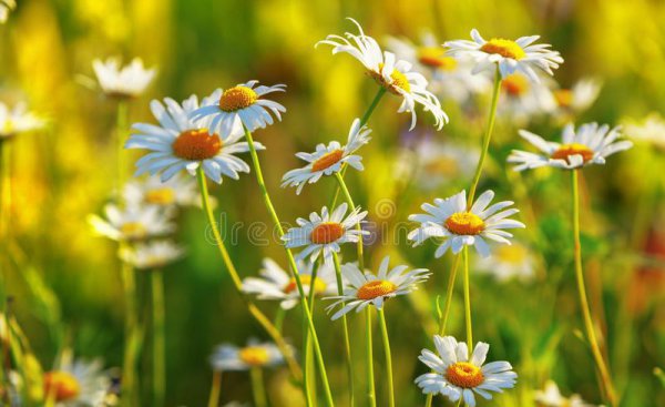 洗衣服放盐起什么作用