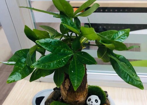 发财树怎么养轻松养好