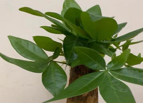 发财树怎么养轻松养好