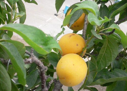 杏树夏天可以剪枝吗