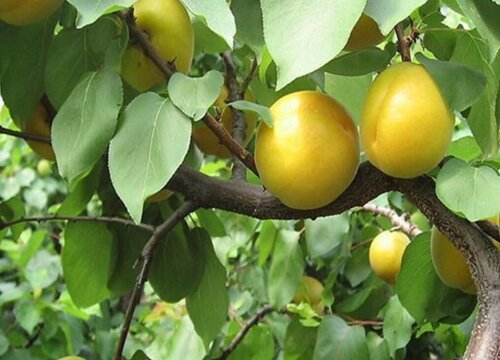 杏树夏天可以剪枝吗