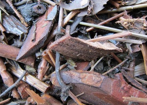 兰花总是养不好怎么办