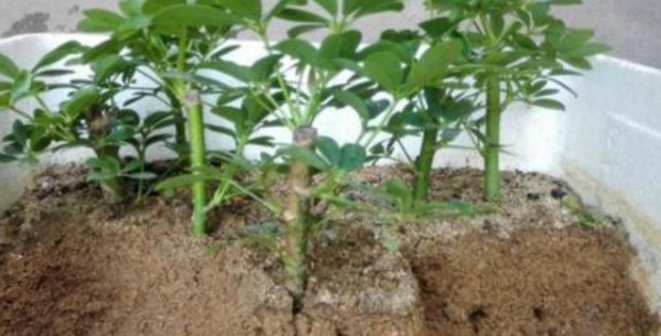 刚扦插的鸭掌木该注意什么