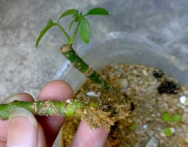 刚扦插的鸭掌木该注意什么