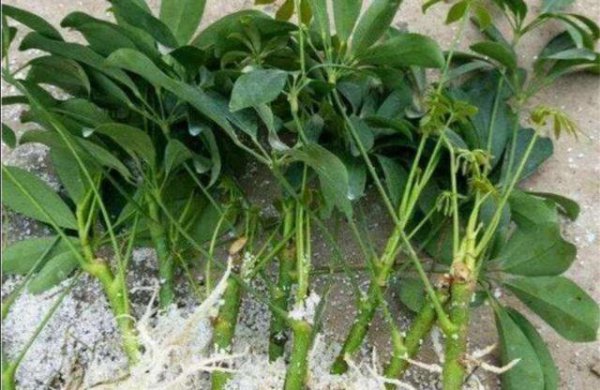 刚扦插的鸭掌木该注意什么