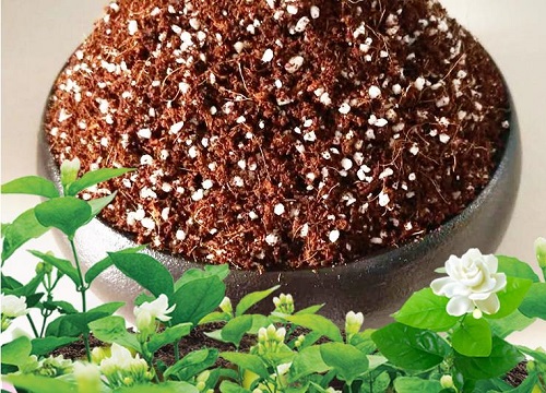 九里香怎么种植方法