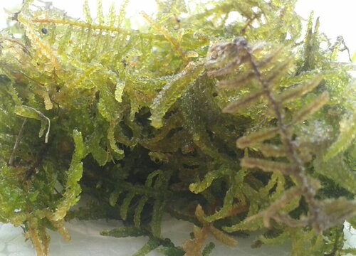 用水苔种的蝴蝶兰需要注意些什么