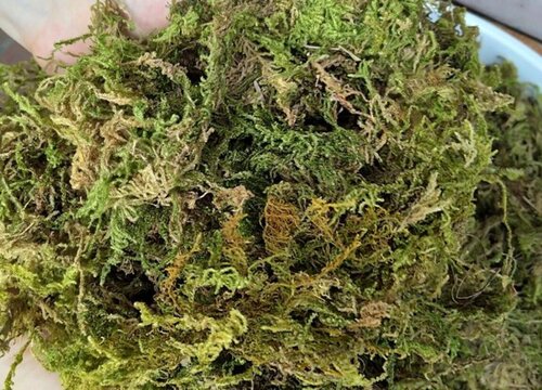 用水苔种的蝴蝶兰需要注意些什么