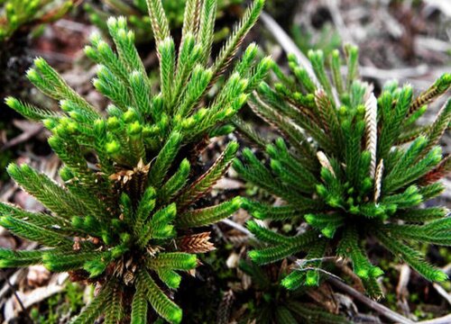 还魂草的功效与作用及食用方法