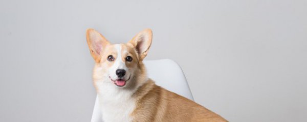 属狗的佩戴什么好