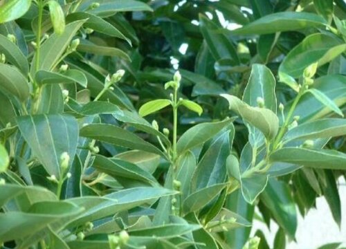 平安树开花什么预兆