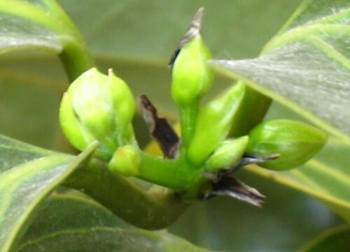平安树开花什么预兆