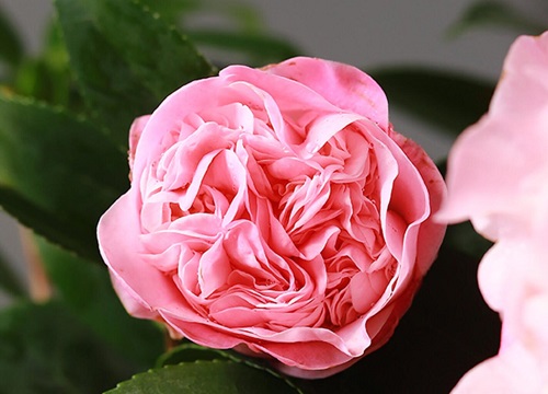 茶花什么季节开花