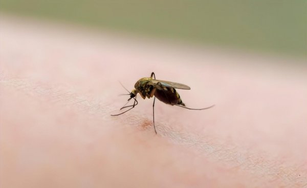 蚊子最怕什么东西