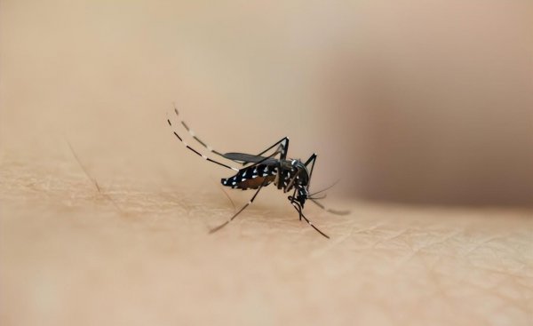 蚊子最怕什么东西