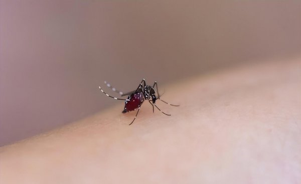 蚊子最怕什么东西