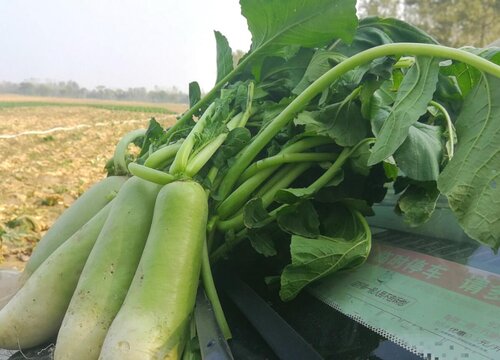 萝卜怎么种植方法步骤