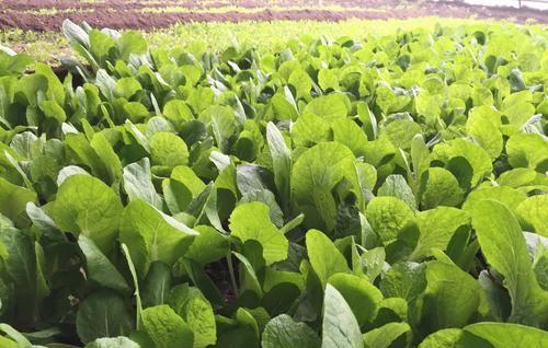 四季小白菜种植方法