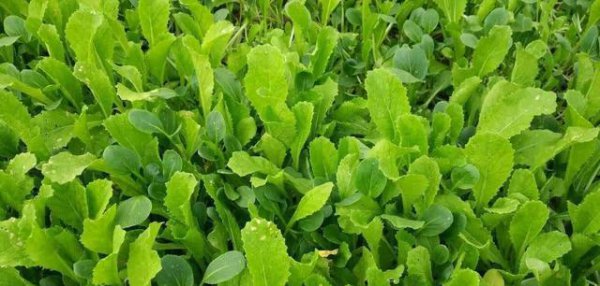 四季小白菜种植方法