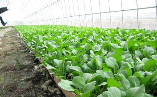 四季小白菜种植方法