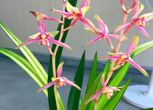 建兰花期是什么时候