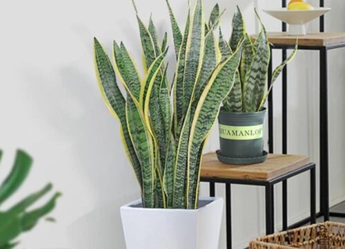 窗台放什么花风水好