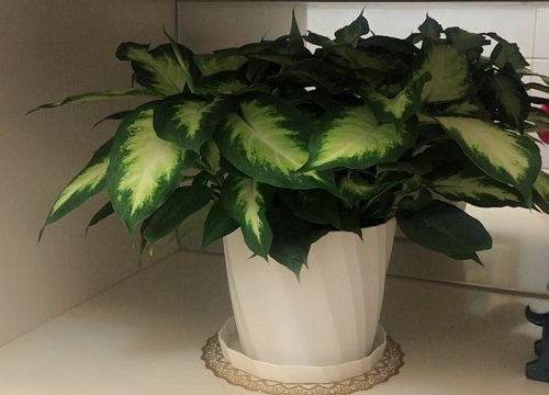 窗台放什么花风水好