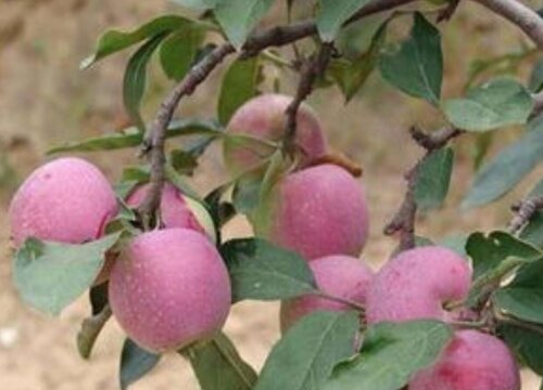 香槟果是什么水果