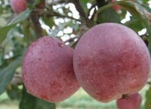 香槟果是什么水果