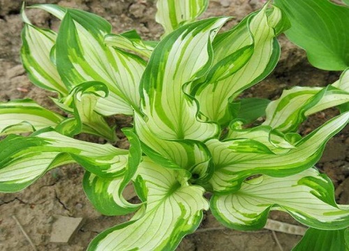 玉簪花哪个品种好看