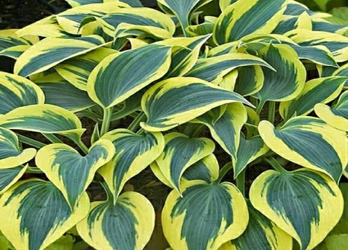 玉簪花哪个品种好看