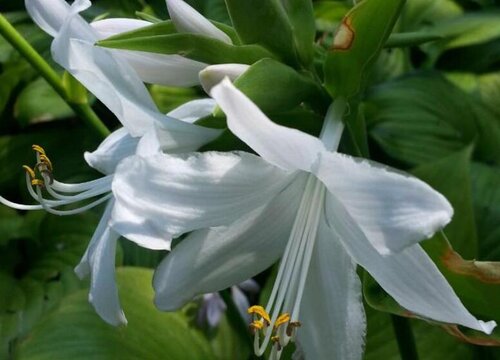 玉簪花哪个品种好看