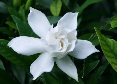 栀子花耐寒最低温度