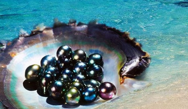 养殖珍珠的形成过程