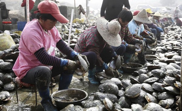 养殖珍珠的形成过程