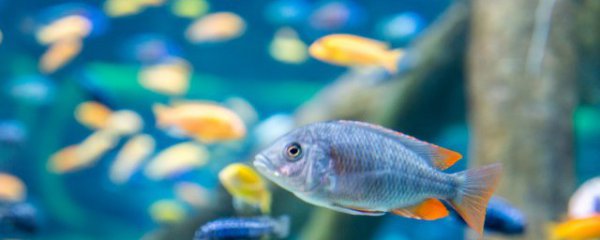 浮萍怎么养才能更旺盛