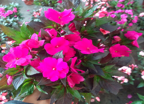 凤仙花怎样保存过冬成活