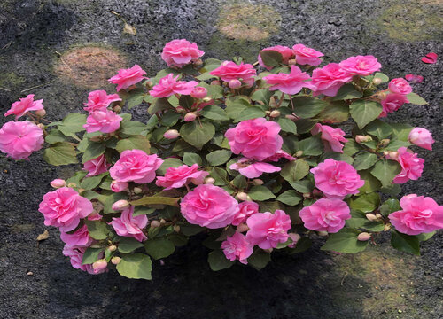 凤仙花怎样保存过冬成活