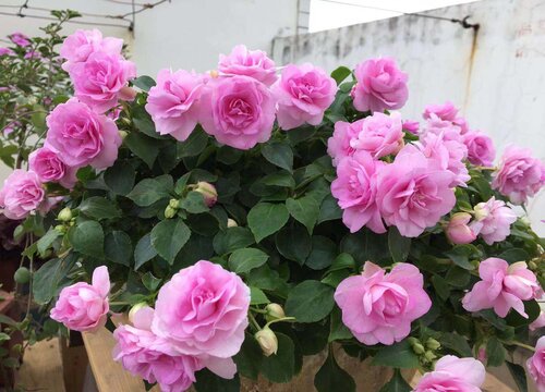 凤仙花怎样保存过冬成活