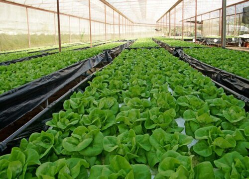 白菜烂根是什么原因造成的