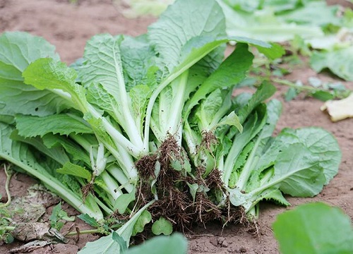 白菜烂根是什么原因造成的