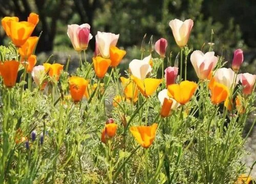 花菱草花期是什么时候