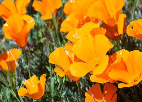 花菱草花期是什么时候